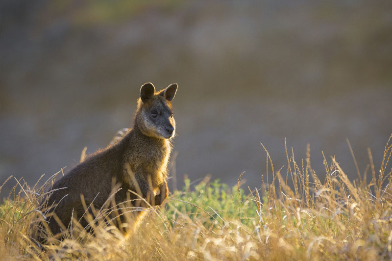 Phillip Island Golden Hour Penguin Express Tour from Phillip Island - Photo 1 of 2