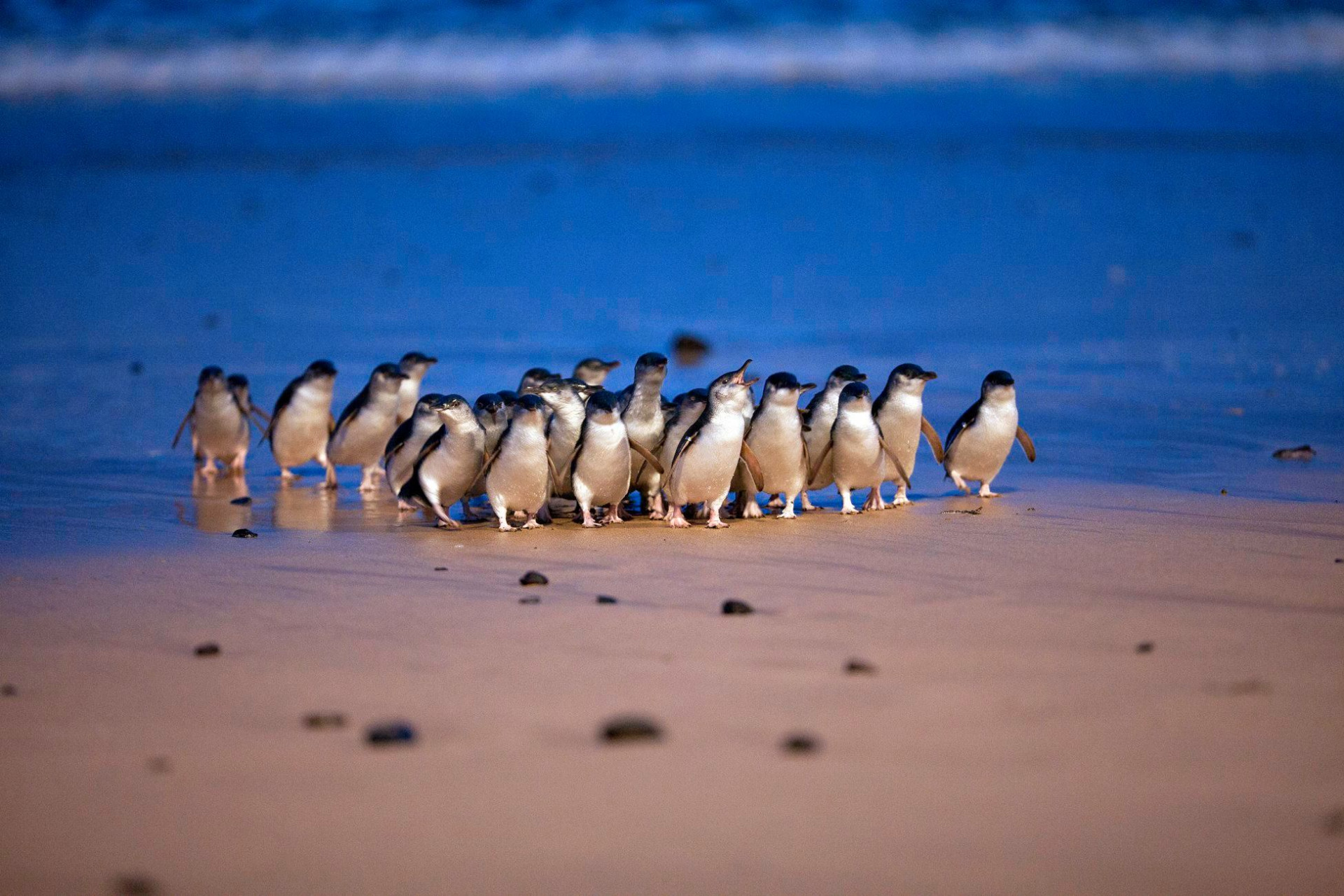 Penguin Parade Ultimate Pass: Phillip Island 3-Park Pass - Photo 1 of 13