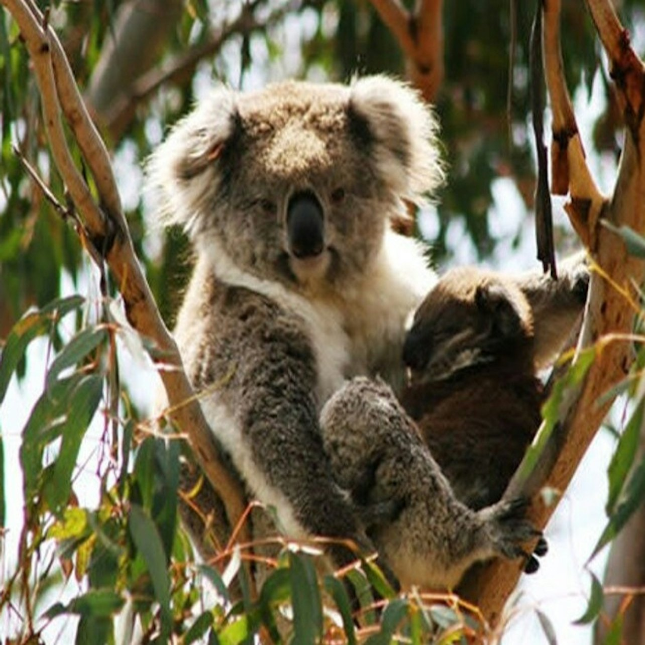 Phillip Island Nature Parks: Koala Conservation Reserve Entry - Photo 1 of 6