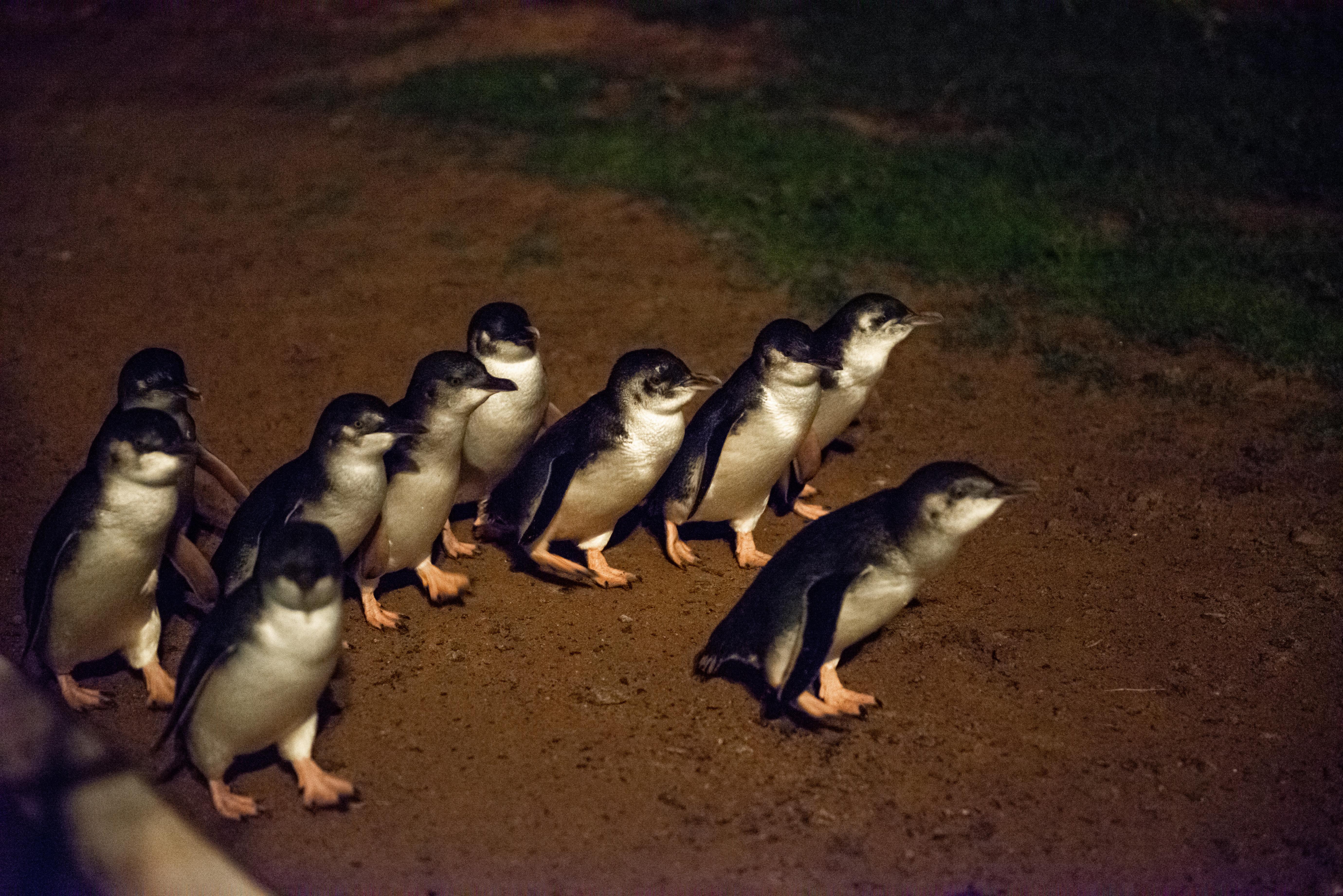 From Melbourne: Phillip Island 1-Day Tour - Photo 1 of 10