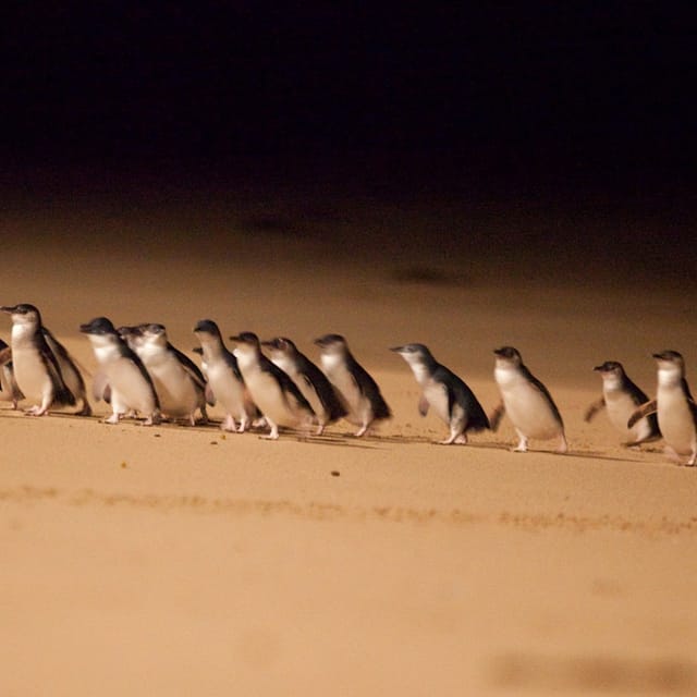 phillip-island-penguin-parade-small-group-eco-tour-from-melbourne_1