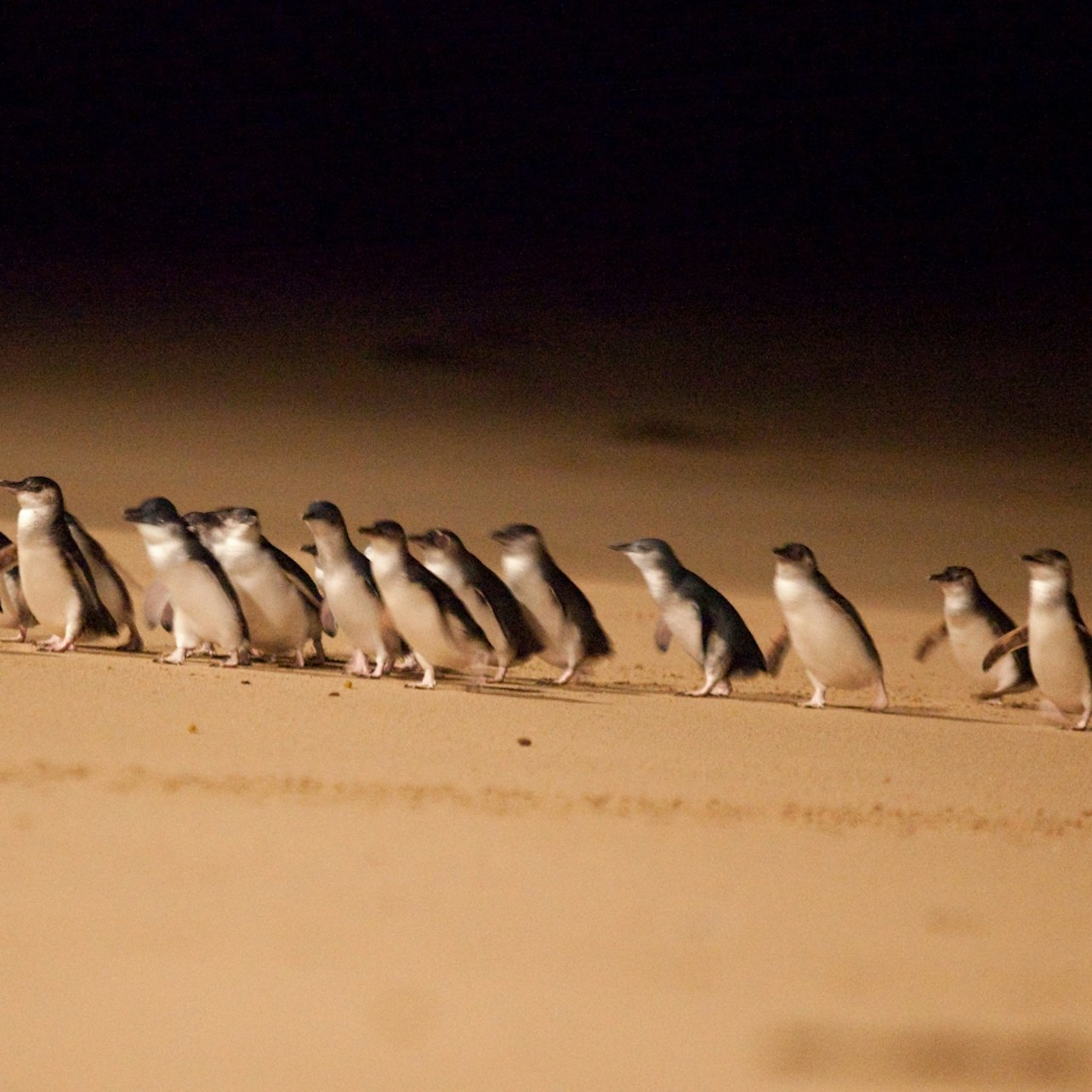 Phillip Island Penguin Parade Small Group Eco tour - Photo 1 of 10