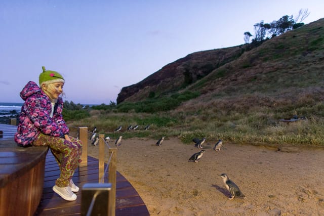 Phillip Island Nature Parks Penguin Parade Tickets