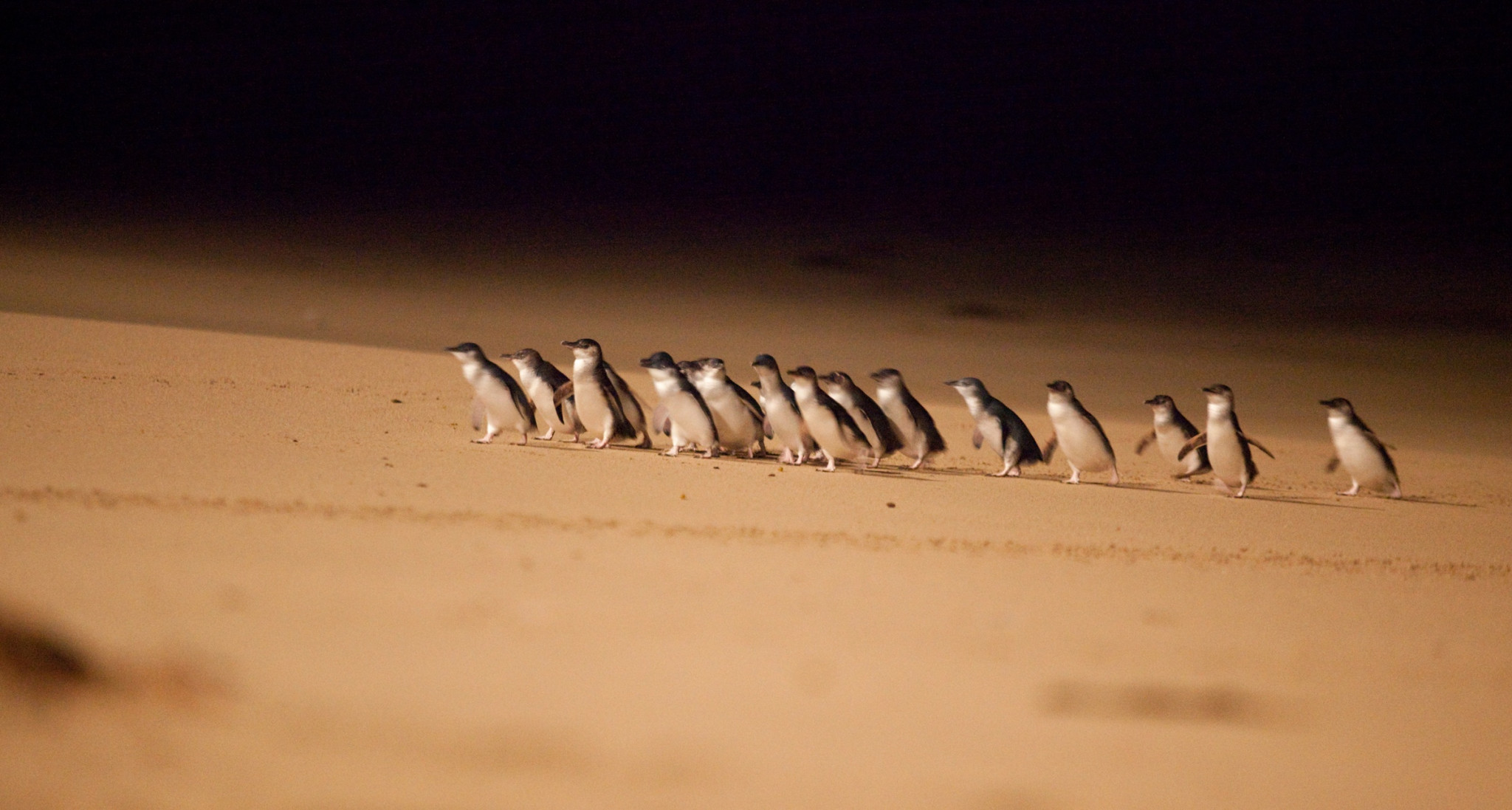 Phillip Island Penguins Express Tour - Photo 1 of 5