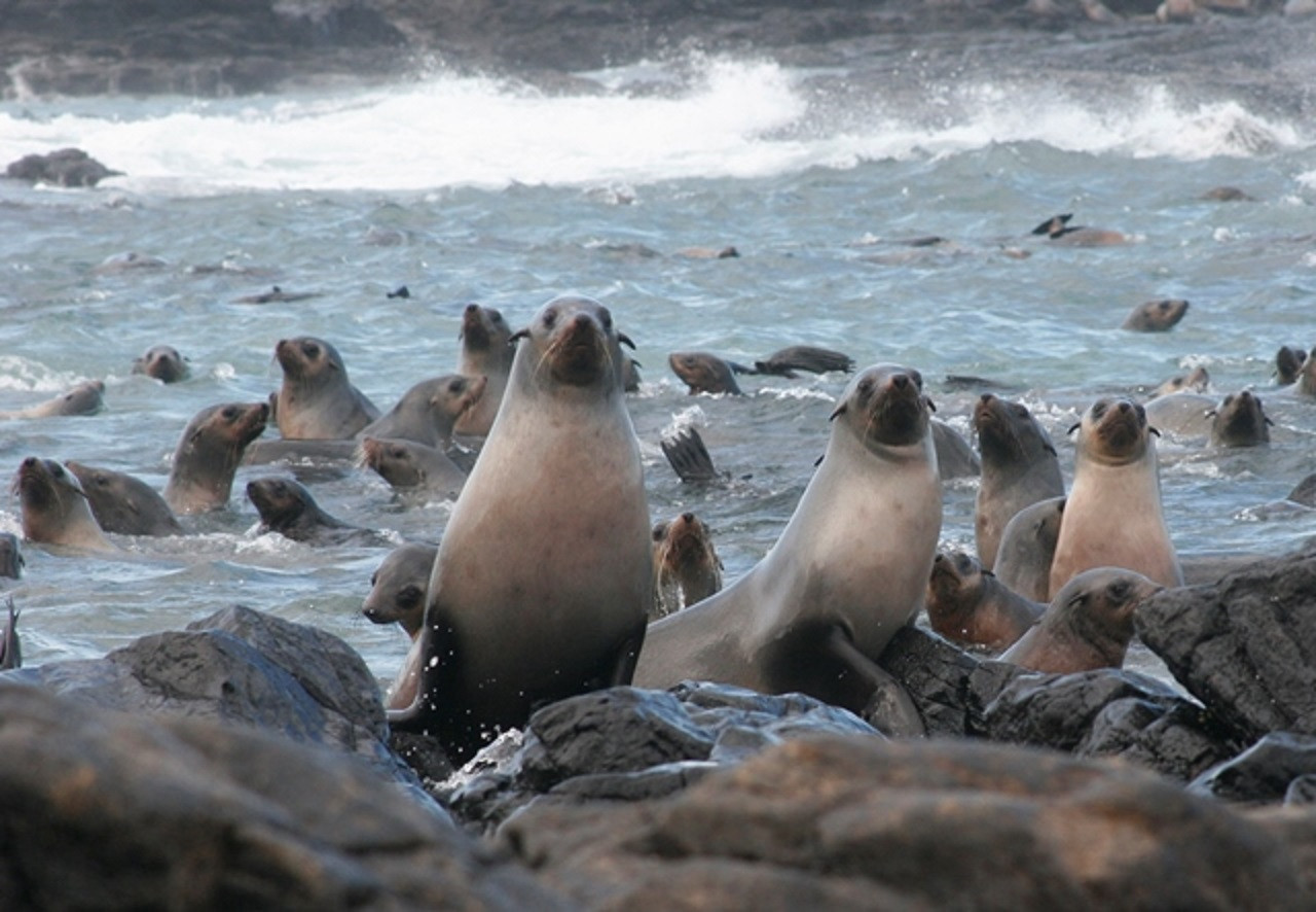 Phillip Island Seal Watching Cruise - Photo 1 of 5