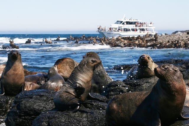 Seal Rocks at Phillip Island - Thousands of seals to see!