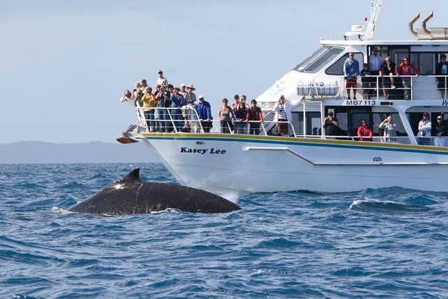 Phillip Island Whale Watching Tour - Photo 1 of 7