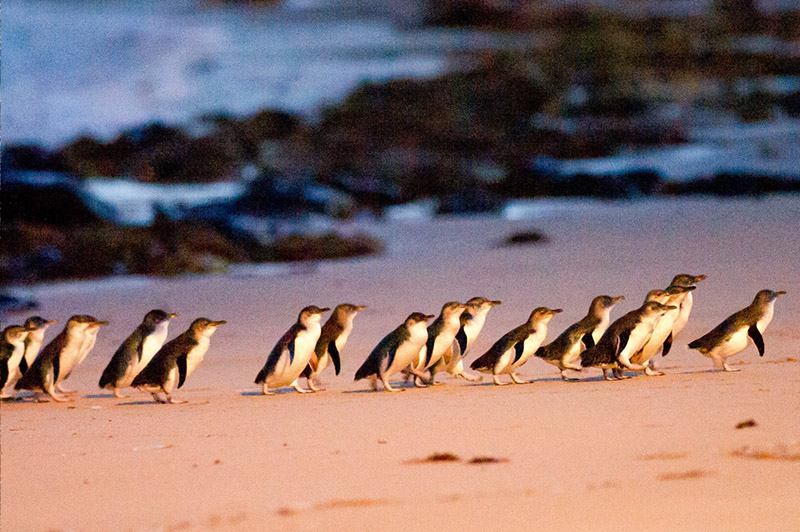 Phillip Island Wine, Wildlife, and Penguins Tour from Phillip Island - Photo 1 of 12