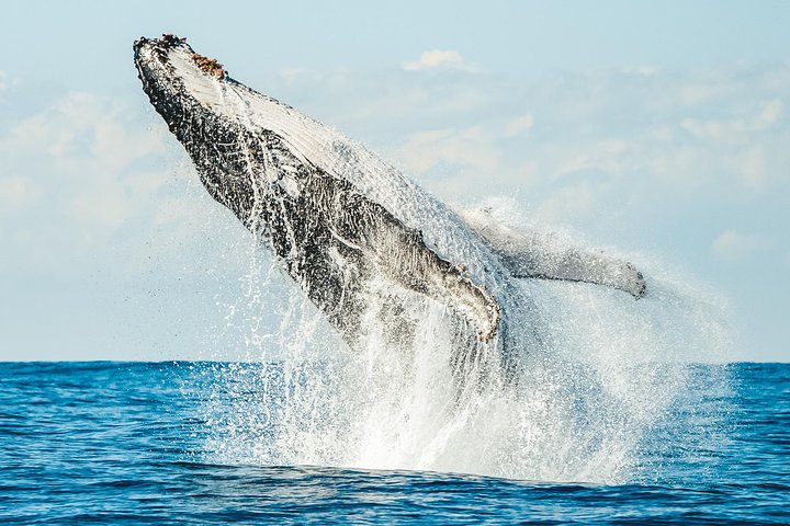 Premier Whale Watching Byron Bay - Photo 1 of 24