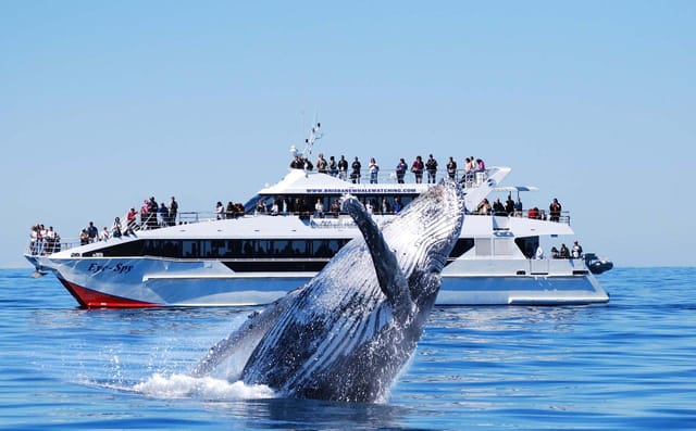 PREMIUM Whale Watching Adventure - Photo 1 of 5