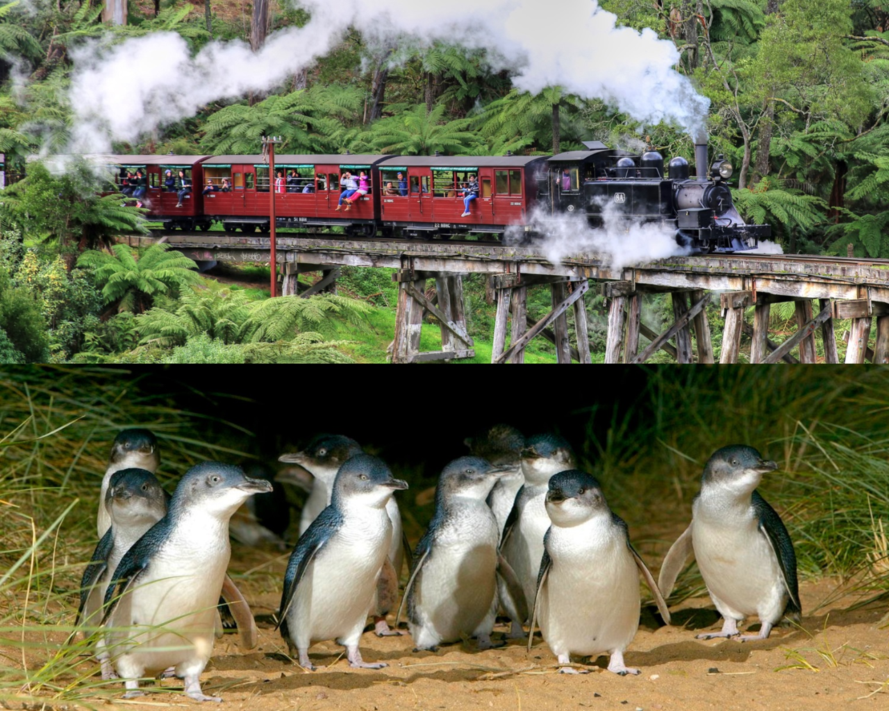 Puffing Billy And Phillip Island Penguin Parade Bus Tour - Photo 1 of 13