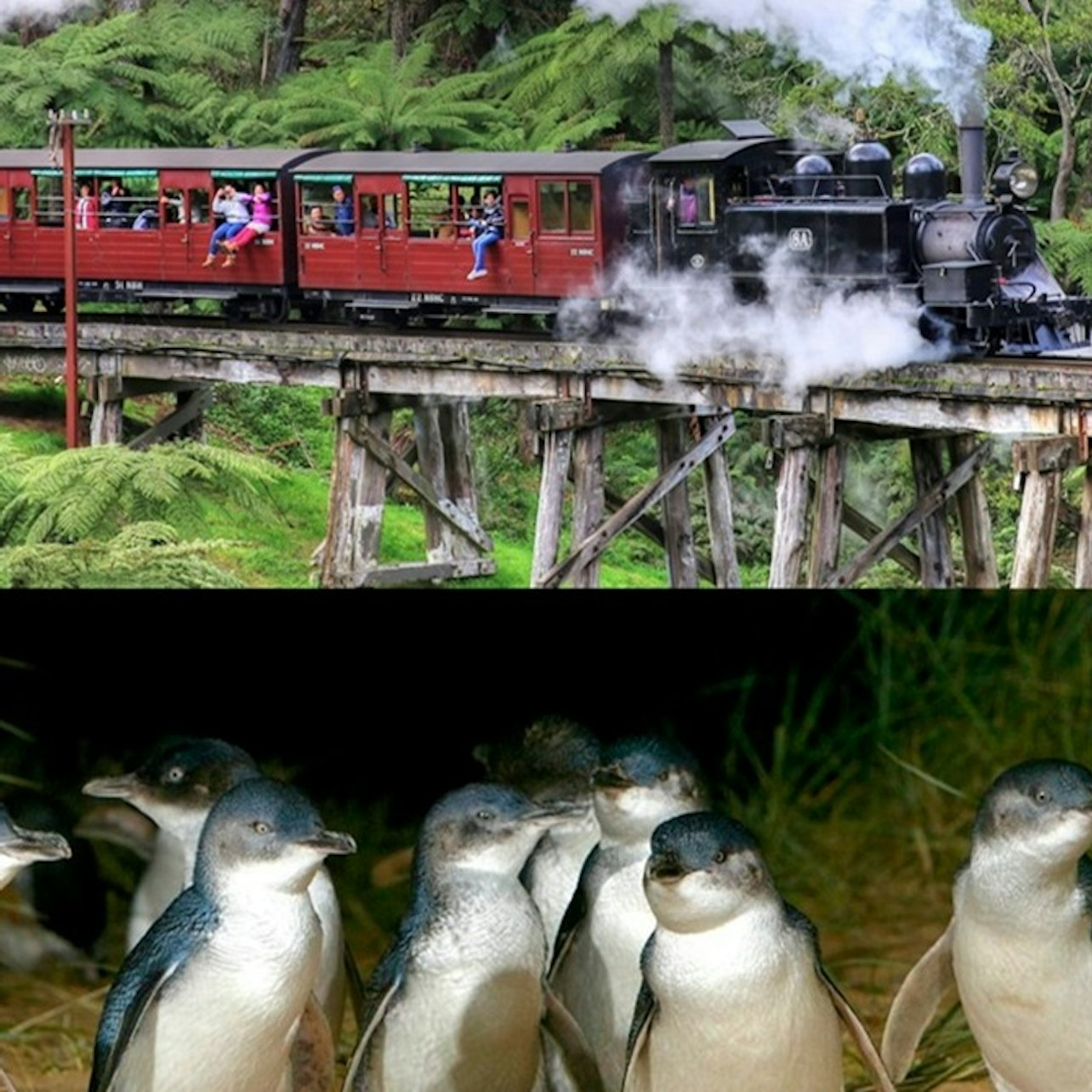 Puffing Billy & Phillip Island: Penguin Parade Bus Tour - Photo 1 of 15