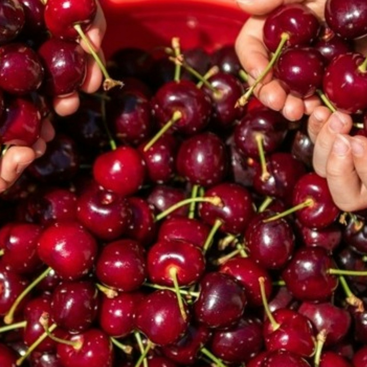 Puffing Billy Steam Train, Cherry Picking & Chocolate: 1-Day Tour - Photo 1 of 8