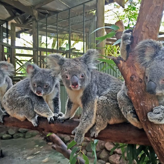 Rainforestation Nature Park & Australian Butterfly Sanctuary - Photo 1 of 7