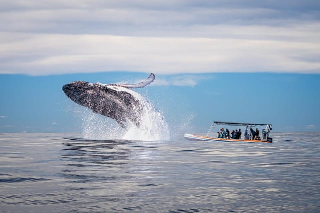 Safari-Style Whale Watching Gold Coast  - Photo 1 of 7