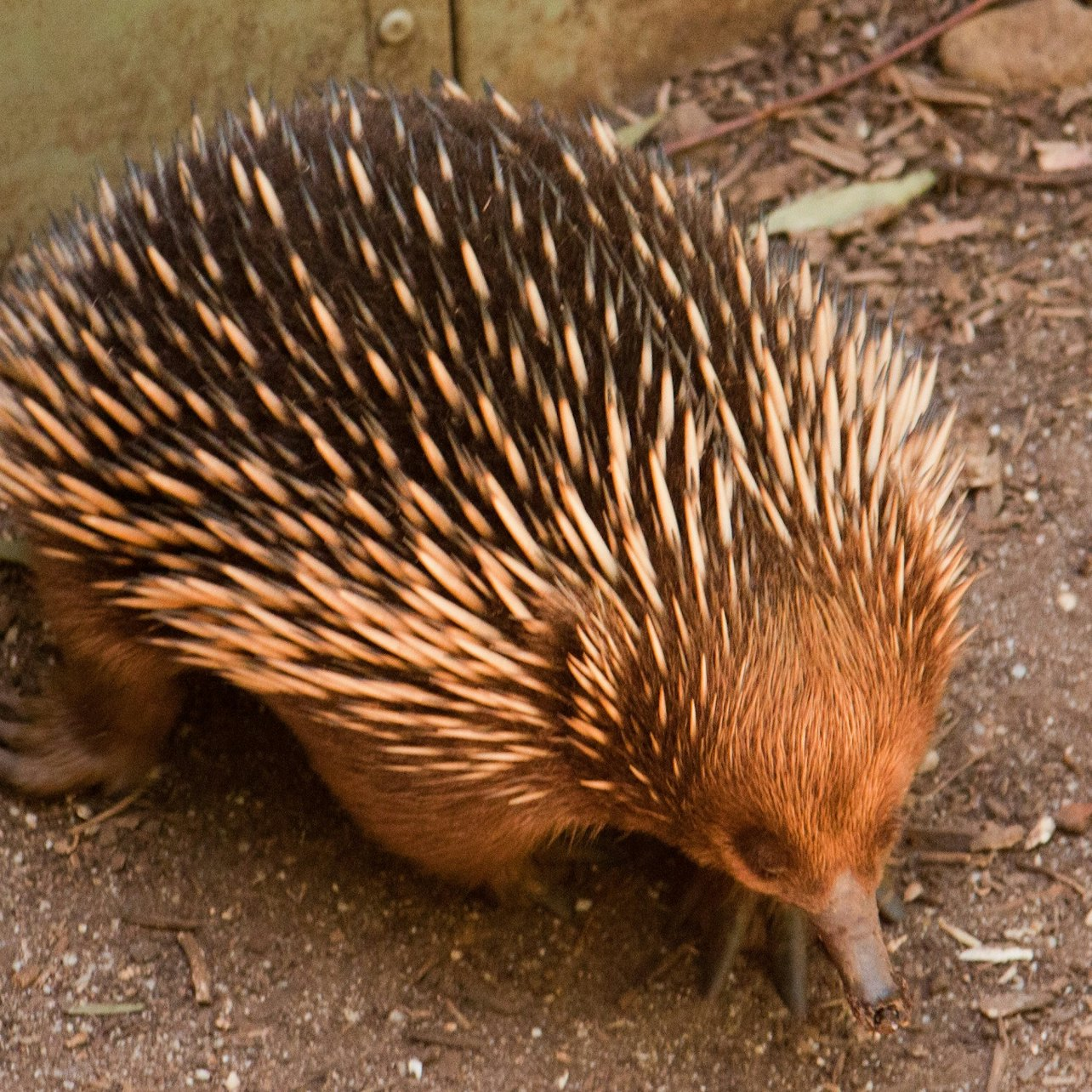 Scenic Bus Tour from Melbourne with Puffing Billy & Healesville Sanctuary - Photo 1 of 4