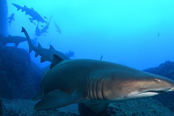 Scuba Dive With Grey Nurse Sharks in Bushrangers Bay  - Photo 1 of 6