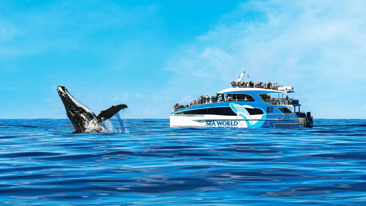 Sea World Whale Watch in Gold Coast | Pelago