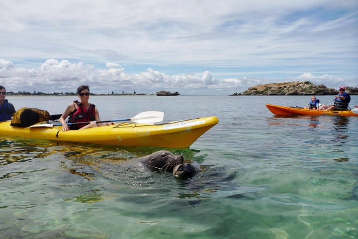 Encounter wild sea lions up close!