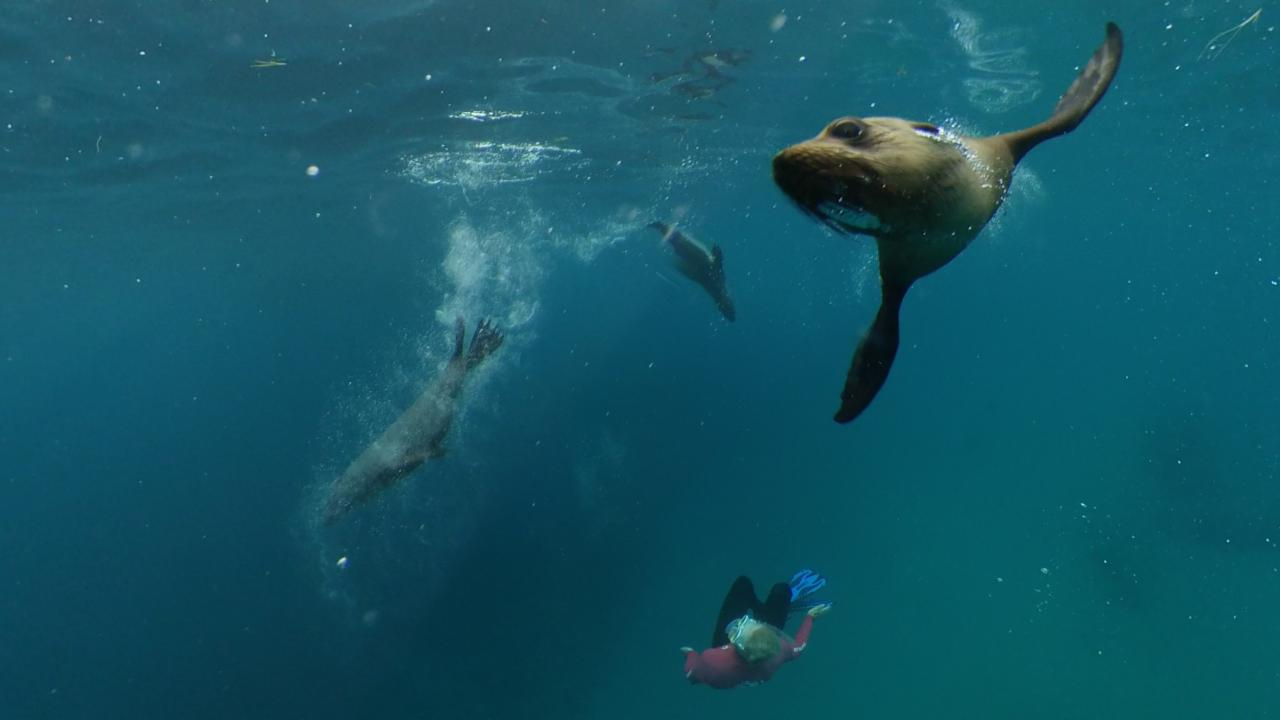 Seal Swim Adventure Tour - Photo 1 of 9