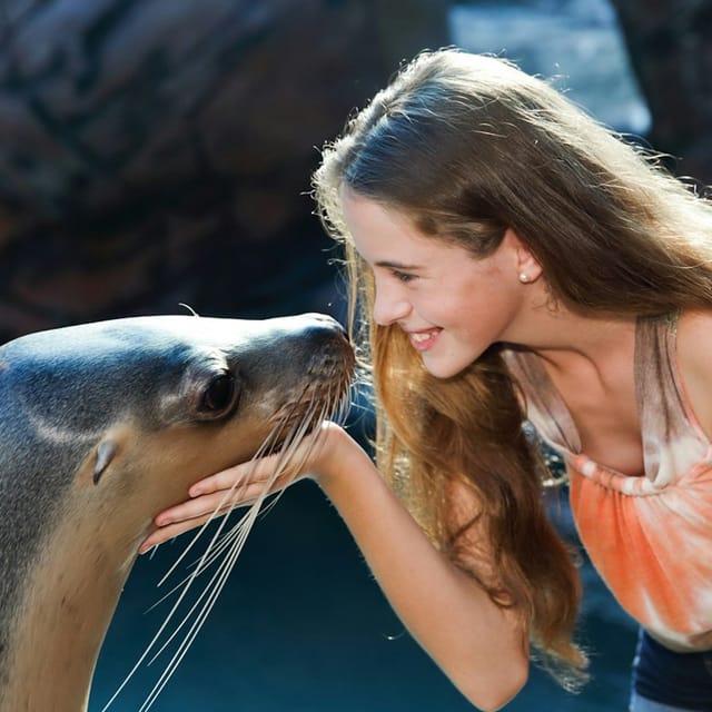 seal-swim-at-sea-life-sunshine-coast_1