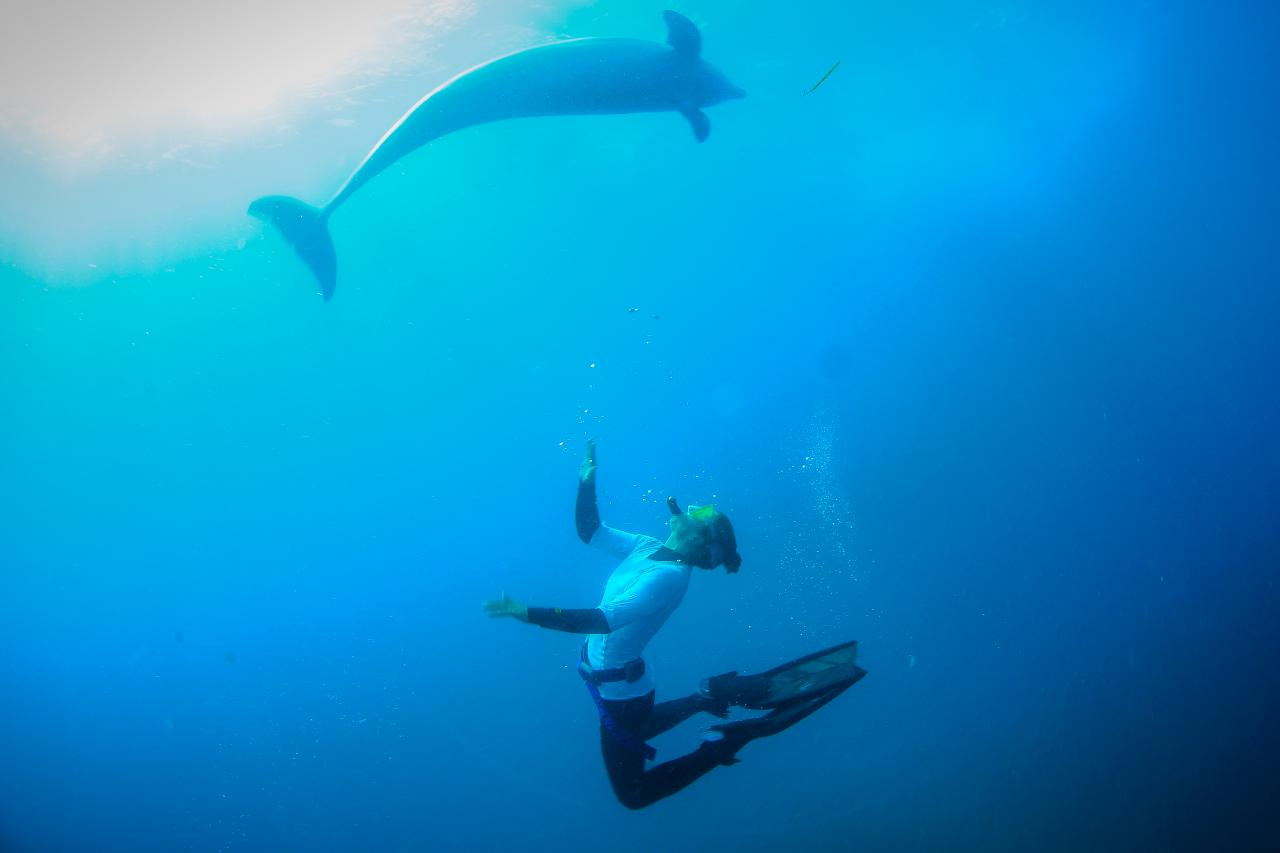 Small group Dolphin & Seal swim - Private charter - Photo 1 of 3