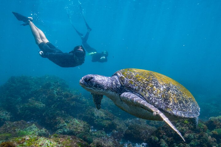 Snorkel with Turtles Gold Coast - Photo 1 of 7