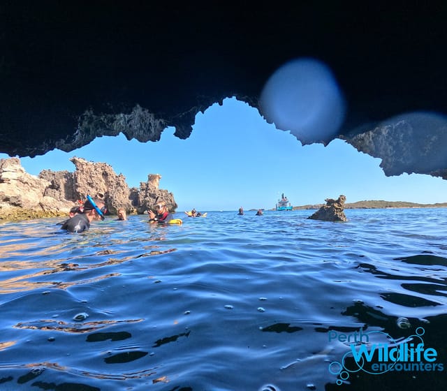 Snorkel with Wild Sealions & Wildlife Adventure - Photo 1 of 7