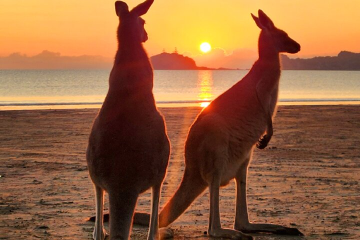 Sunrise with the kangaroos and wallabies - Photo 1 of 25