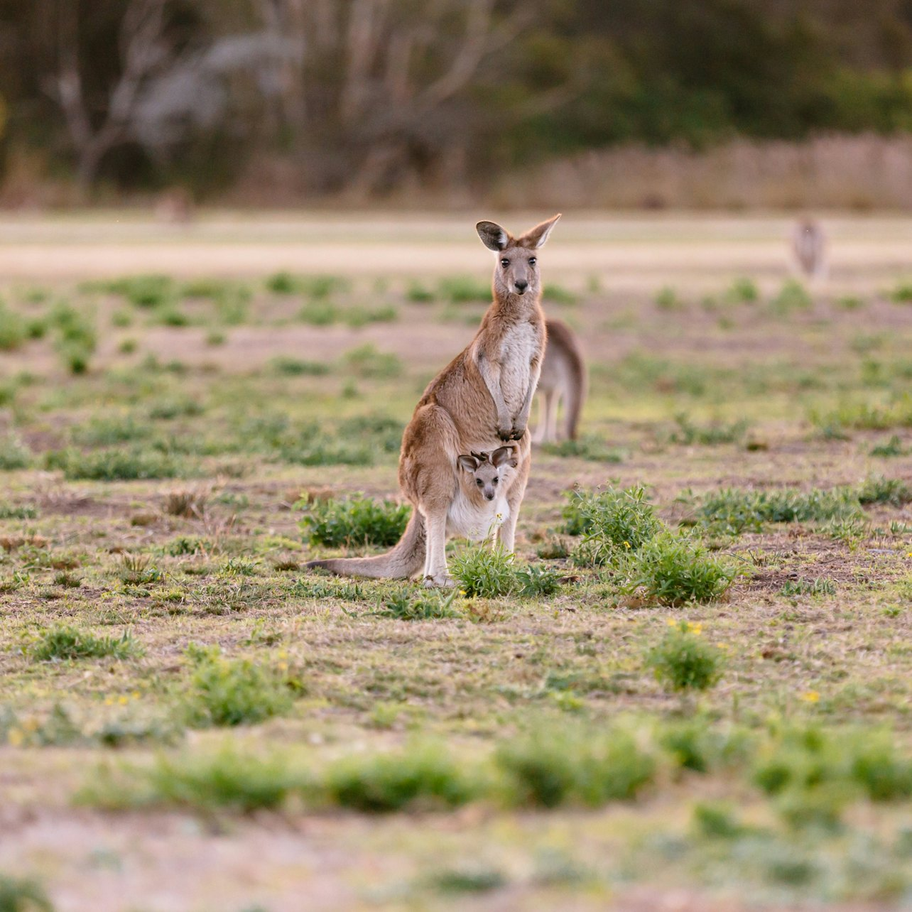 Surfers Paradise: Kangaroos and Mountain Views Morning Tour - Photo 1 of 7