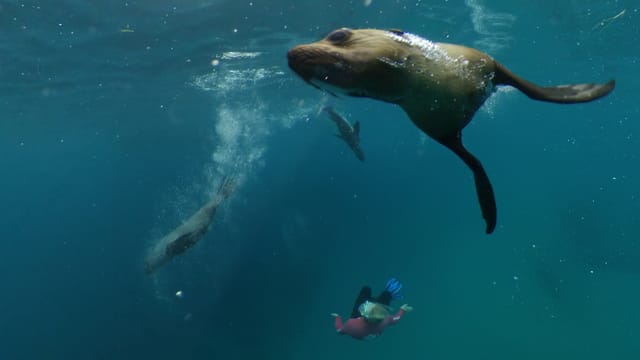 Half-Day Tour to Port Phillips Bay | Swim and Snorkel with Seals and Dolphins | Queenscliff | Victoria | Australia