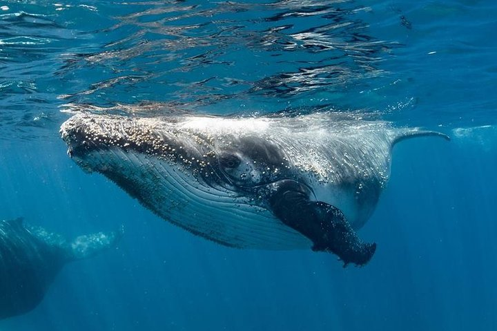 Swimming with a Humpback Whale