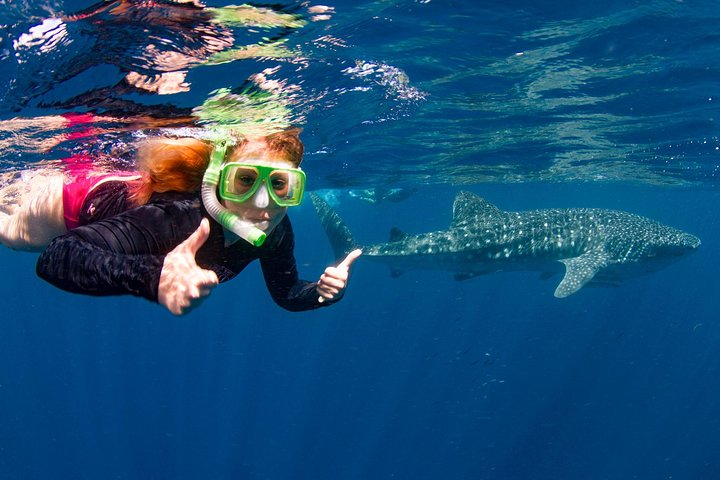 Swim with Whale Sharks- the largest fish in the world! - Photo 1 of 25