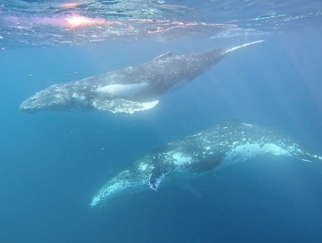 Swim with Whales Gold Coast  - Photo 1 of 8