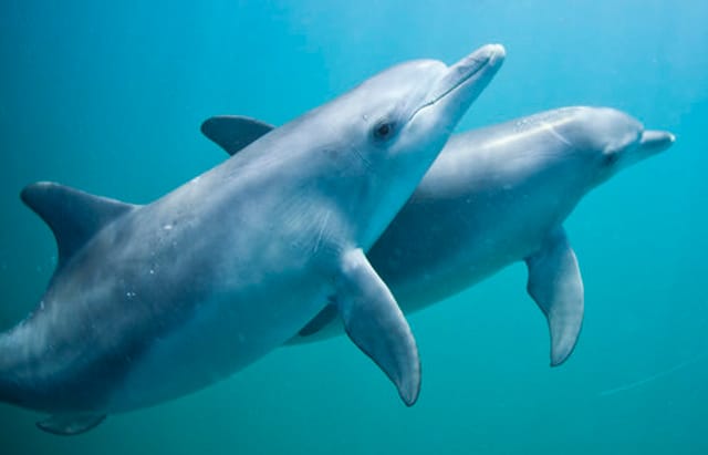 Swim With Wild Dolphins in Rockingham - Photo 1 of 12