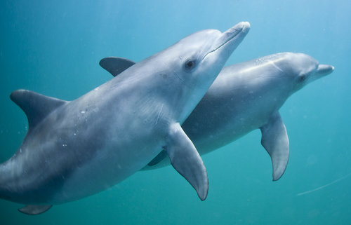 Swim With Wild Dolphins in Rockingham - Photo 1 of 12