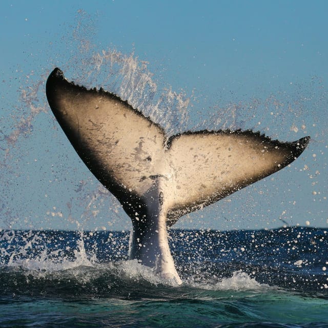 sydney-harbour-2-hour-whale-watching-express-cruise_1