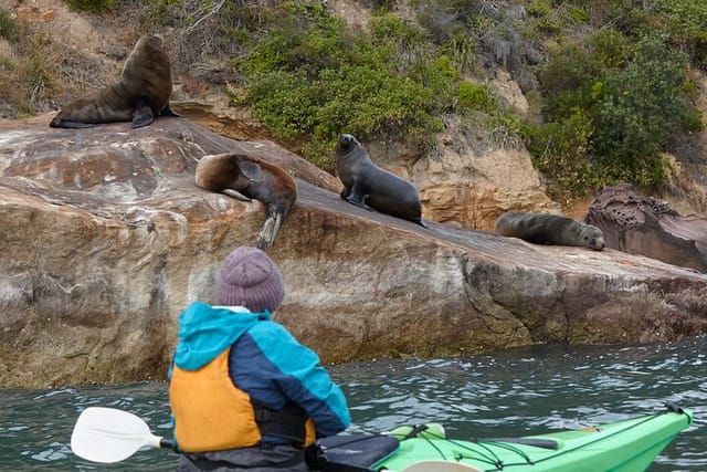 Sydney Kayak Seal Encounter Adventure with Gourmet Food - Photo 1 of 6