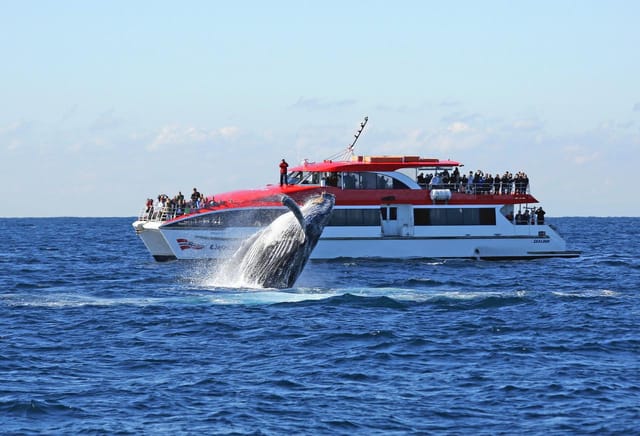 Sydney Whale Watching Afternoon - Photo 1 of 1