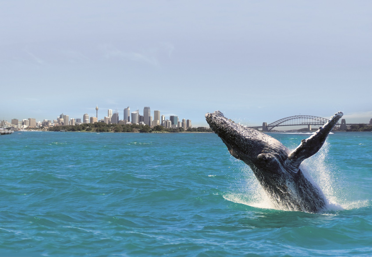 Sydney Whale Watching Cruise Tour - Photo 1 of 14