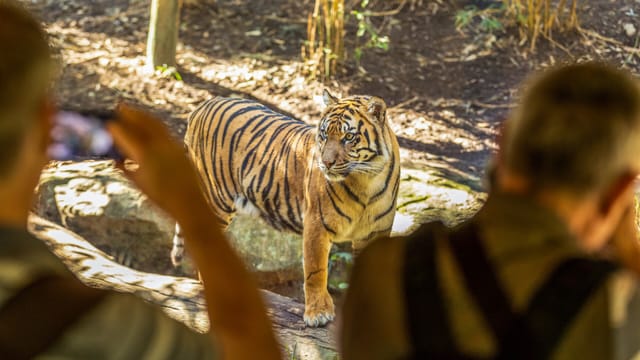 Admission Ticket | Taronga Zoo | Sydney | New South Wales | Australia | Pelago