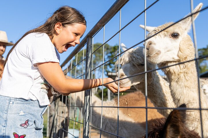 Trevena Glen Farm Animal Experience - Photo 1 of 7