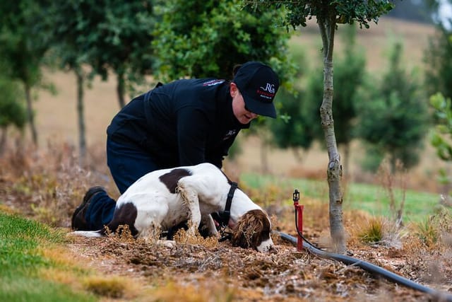 Hunting for truffles!