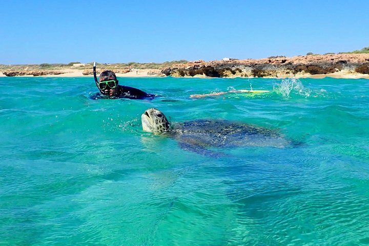 Snorkelling with a green sea turtle on our Turtle Tour