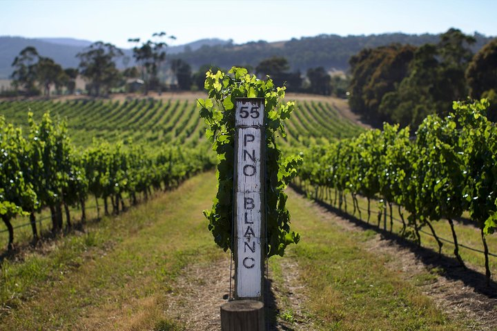 Private Food and Wine Tour Yarra Valley and Mornington Peninsula 