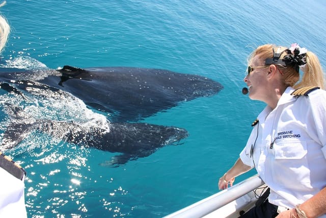 VIP Whale Watching Adventure - Ex Brisbane CBD - Photo 1 of 6