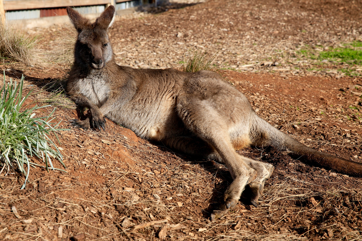 Werribee Open Range Zoo Admission Ticket - Photo 1 of 7