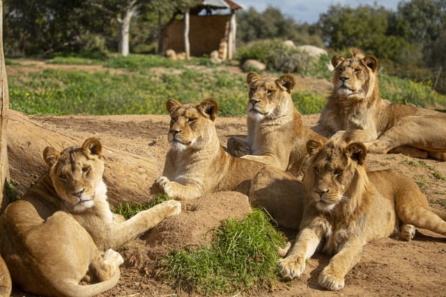 Deluxe Safari Adventure at the Werribee Open Range Zoo (incl Admission) - Photo 1 of 9