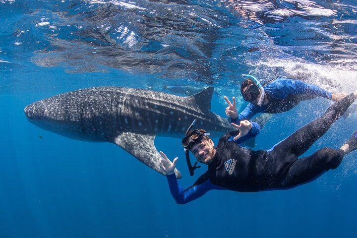 Swimming with Whale sharks in Coral Bay 