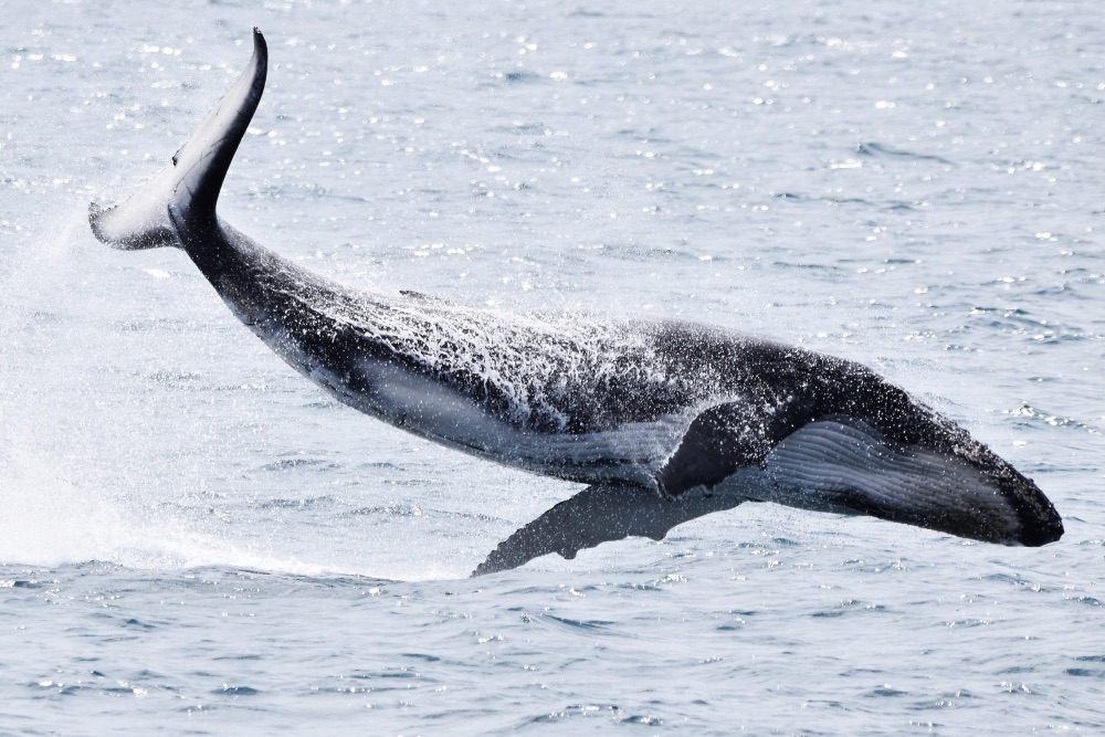 Whale-Watching Perth Tour - Photo 1 of 10